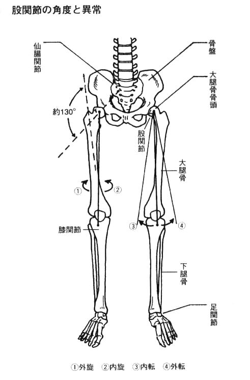 股関節の角度と異常.gif
